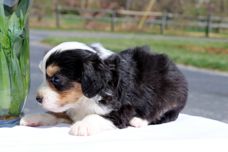 puppy, for, sale, Mini Bernedoodle F2, Matthew B. Stoltzfus, dog, breeder, Gap, PA, dog-breeder, puppy-for-sale, forsale, nearby, find, puppyfind, locator, puppylocator, aca